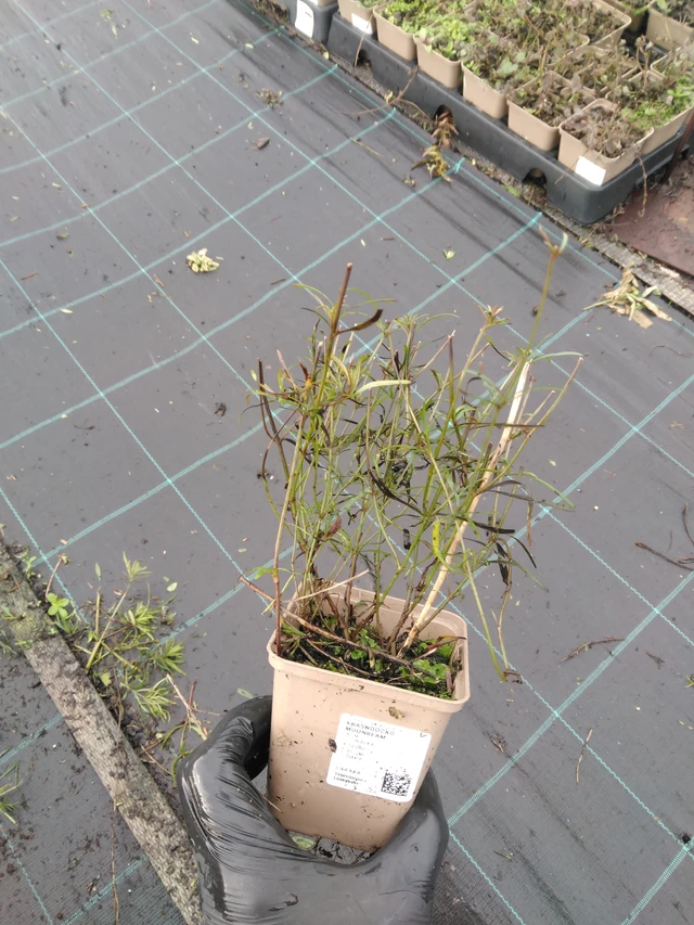 Coreopsis Moonbeam - 23. 10. 2025