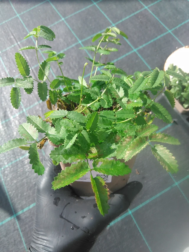 Sanguisorba Pink Tanna - 13. 10. 2025