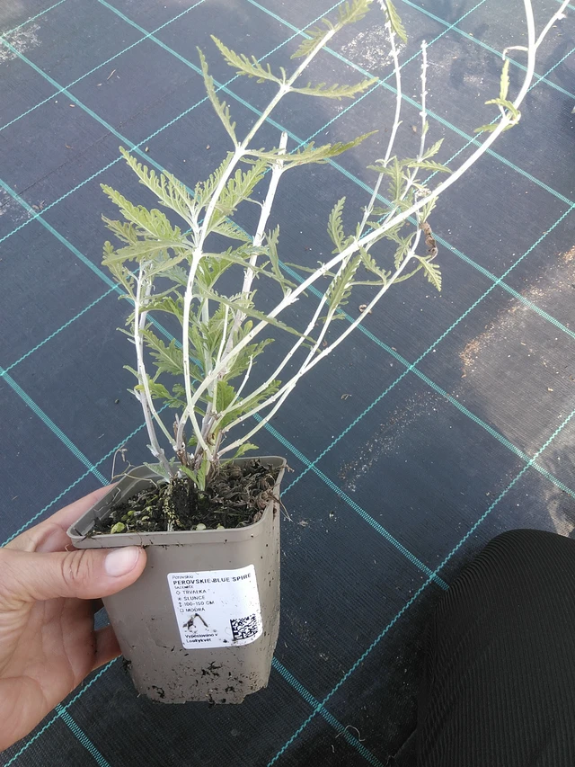 Pioska Blue Spire - 11. 9. 2025