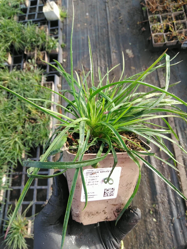 Verineilikka - 31. 10. 2025