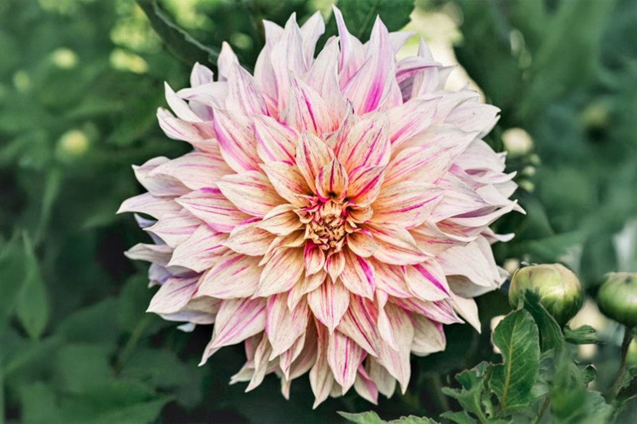 Dahlia Café Au Lait Twist, Loukykvět