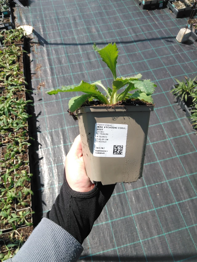 Idänunikko Coral Reef - 13. 5. 2025