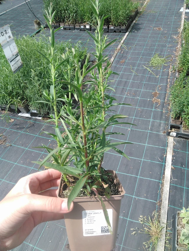 Aster Lovely - 2. 6. 2026