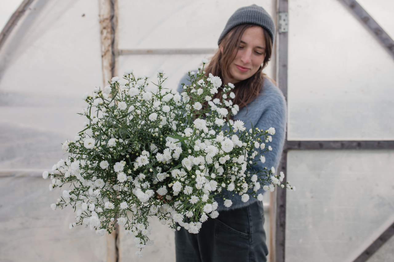Asteri Cassy, Loukykvět