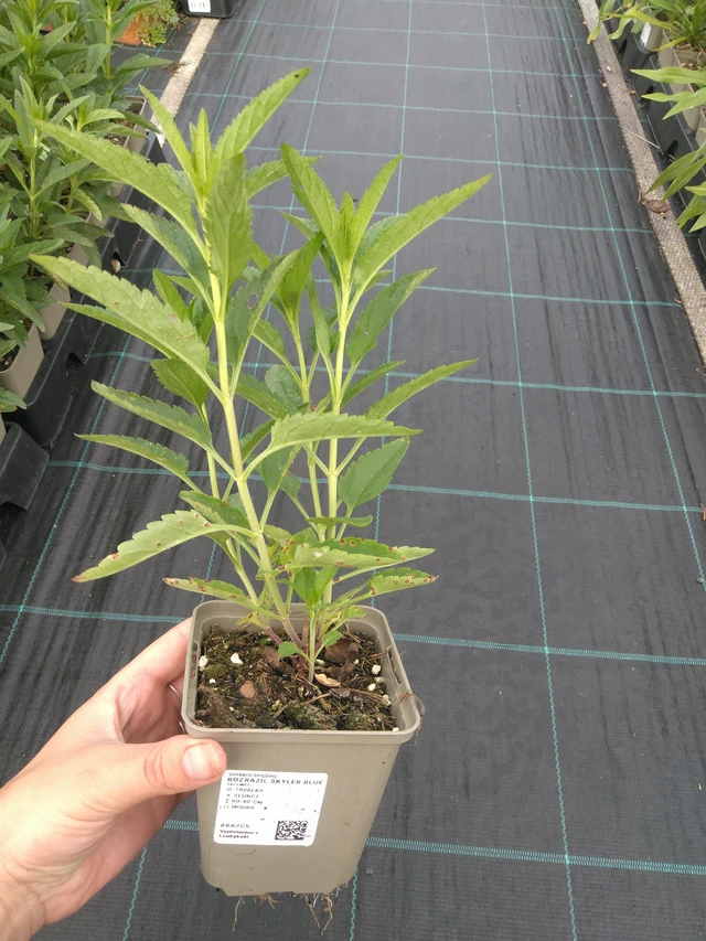 Tädyke Skyler Blue - 11. 7. 2025