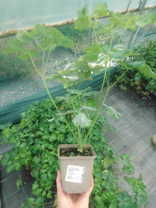 Aguileña Purple Barlow - 2024