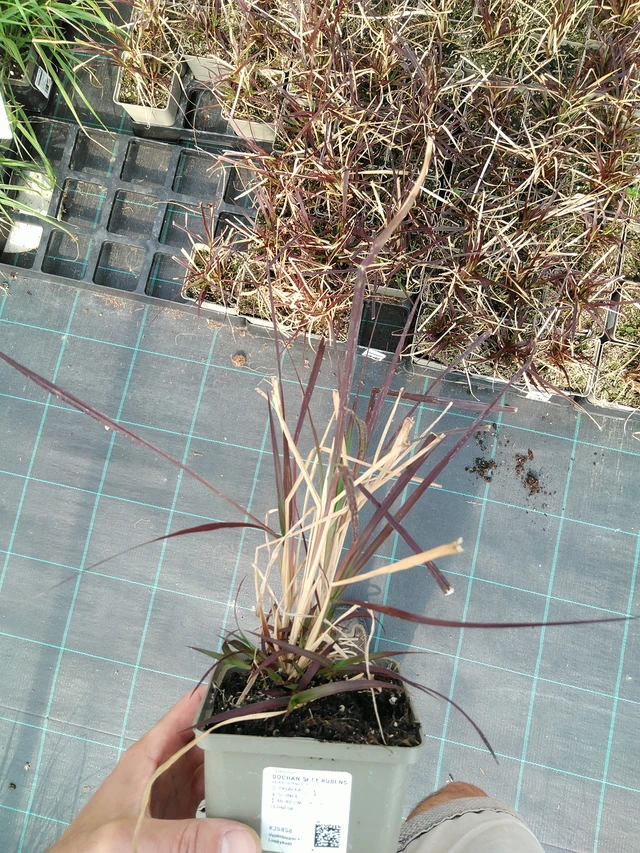 Helmihirssi Rubens - 24. 6. 2025