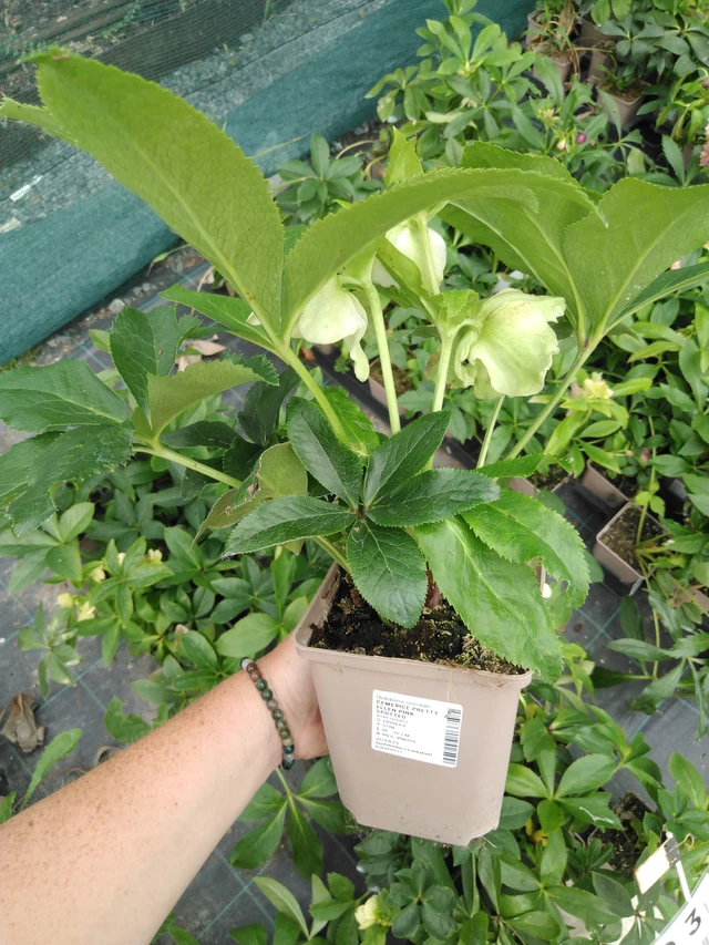 Jouluruusu Pretty Ellen Pink Spotted - 2024