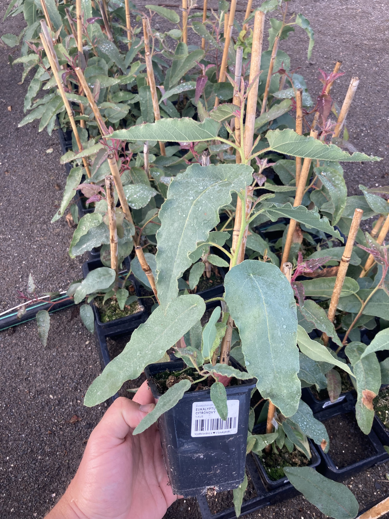 Sitruunaeukalyptus, Loukykvět