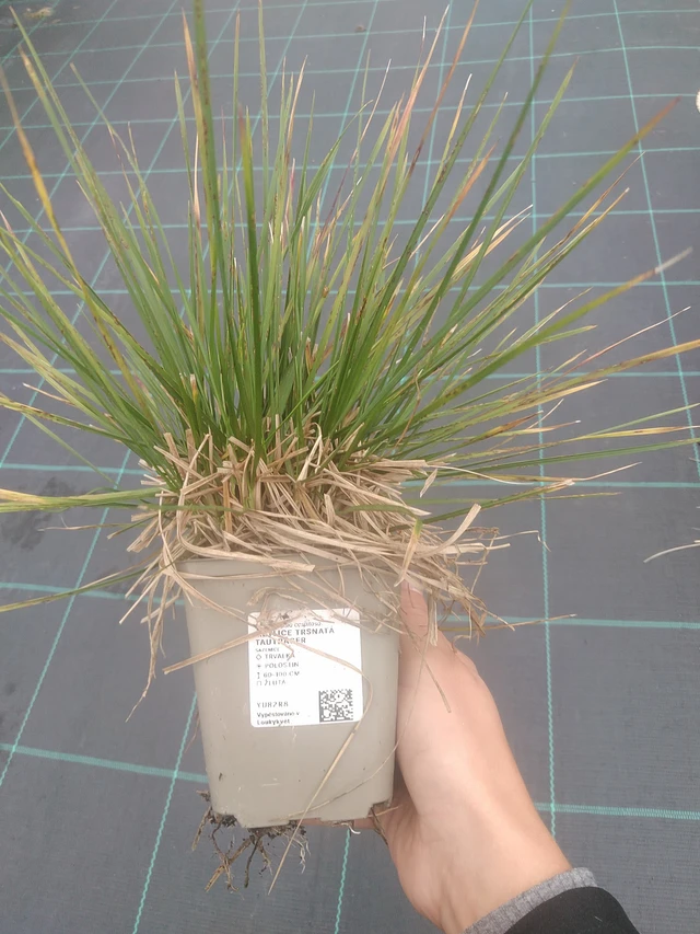 Metlice trsnatá Tauträger - 10. 10. 2025