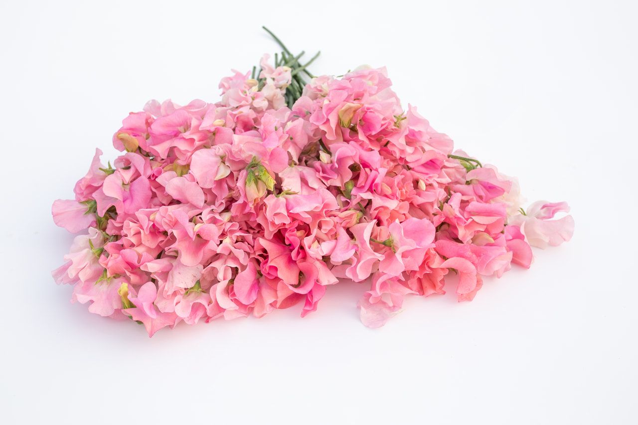 Lathyrus Winter Sunshine Pink, Loukykvět