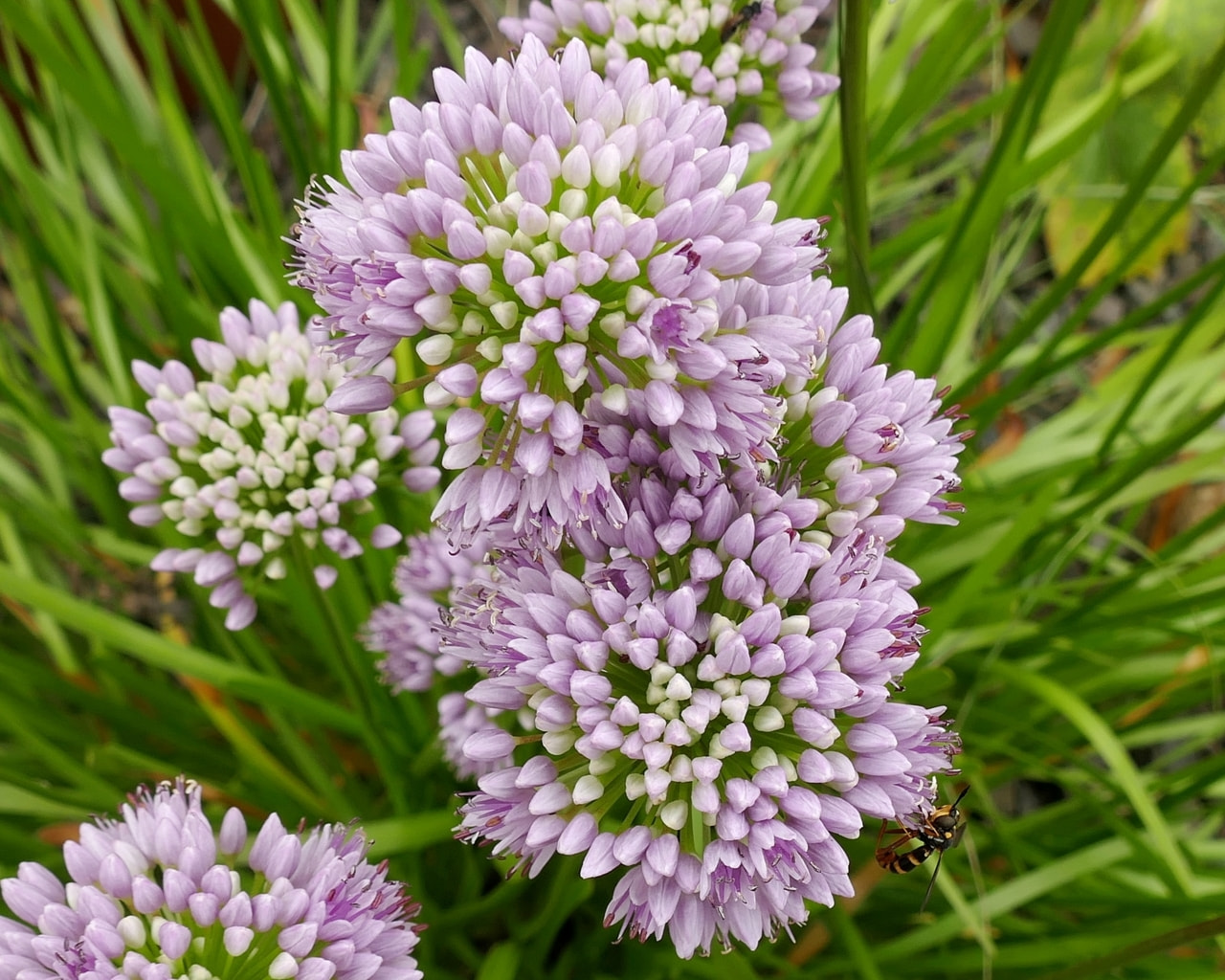 Allium senescens, Loukykvět