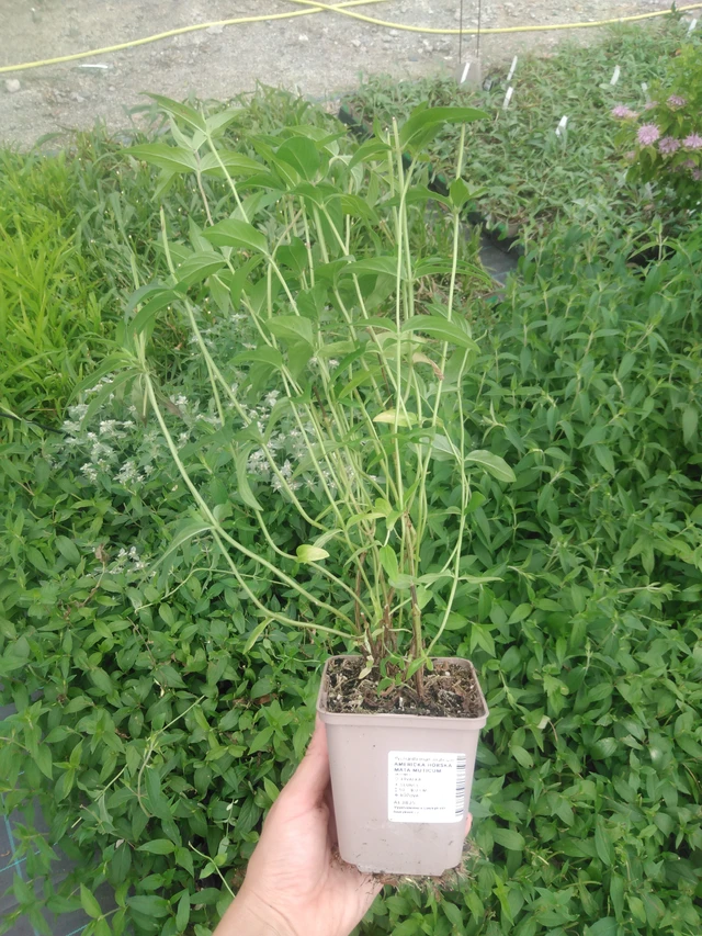 Vuoriminttu Muticum - 2024