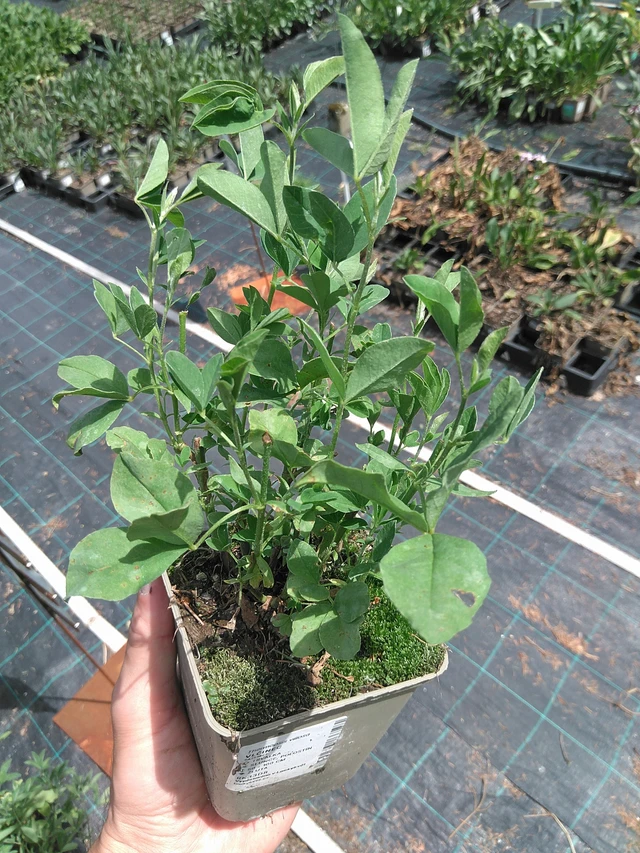 Revonpapu - 24. 6. 2025