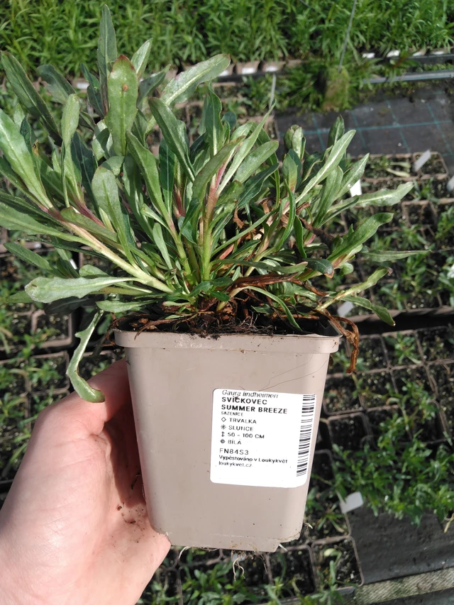 Kesäkynttilä Summer Breeze - 2024