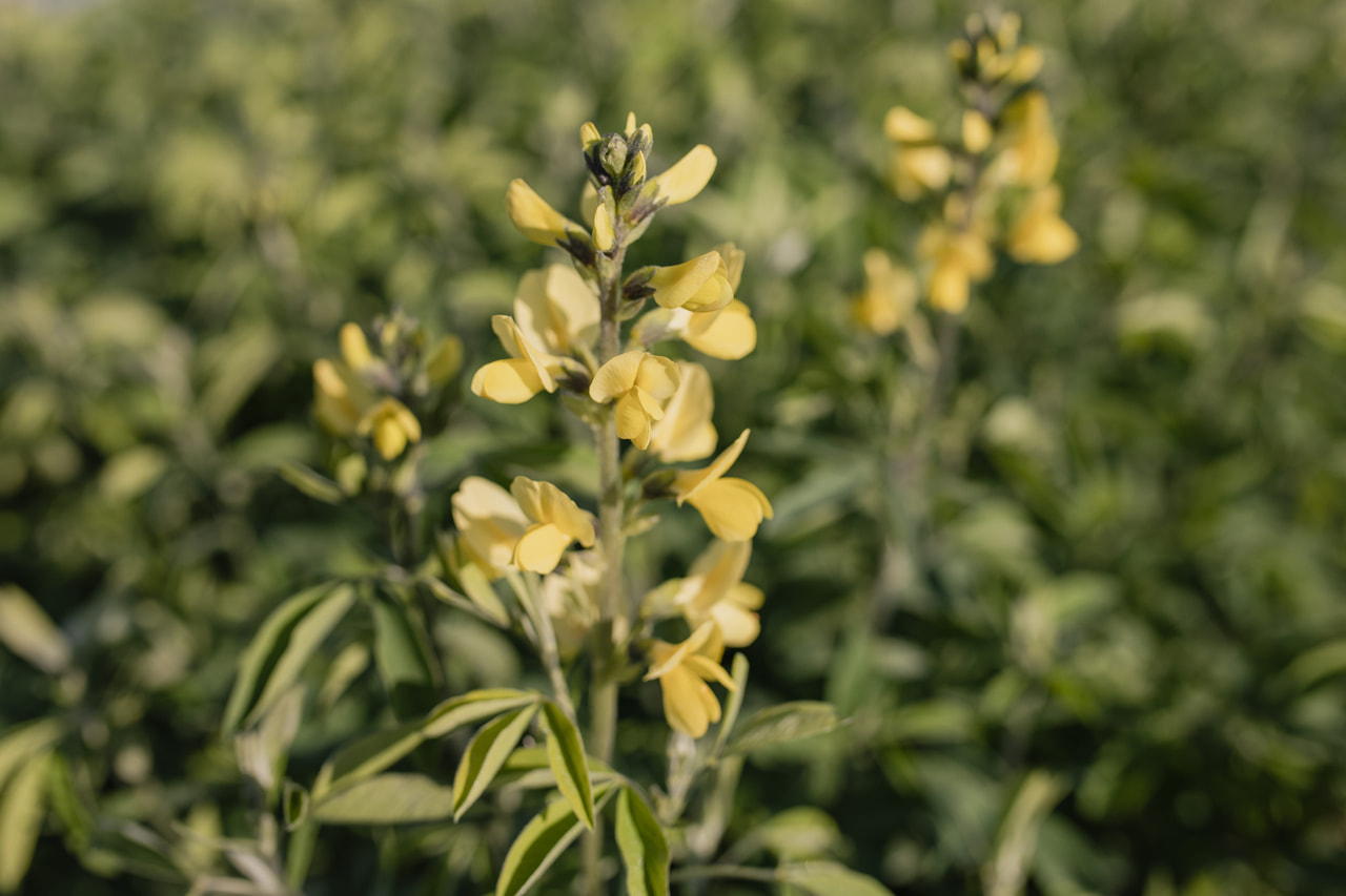 Revonpapu Sunrise, Loukykvět