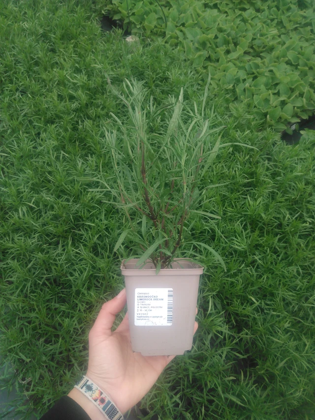 Coreopsis Limerock Dream - 2024