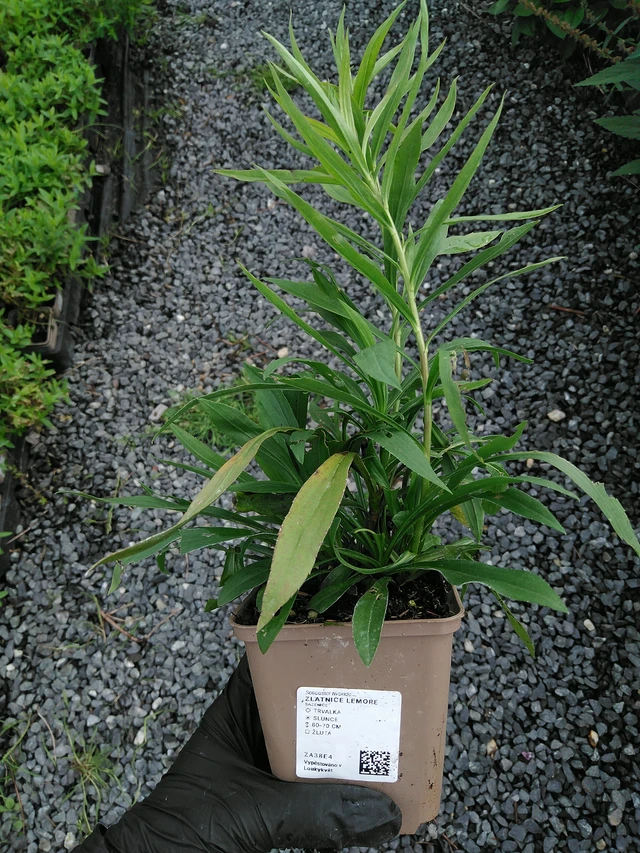 Solidaster Lemore - 10. 9. 2025