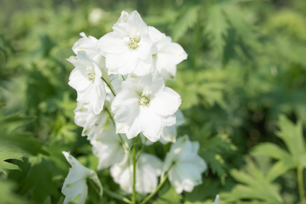 Larkspur Benary’s Pacific Galahad, Loukykvět