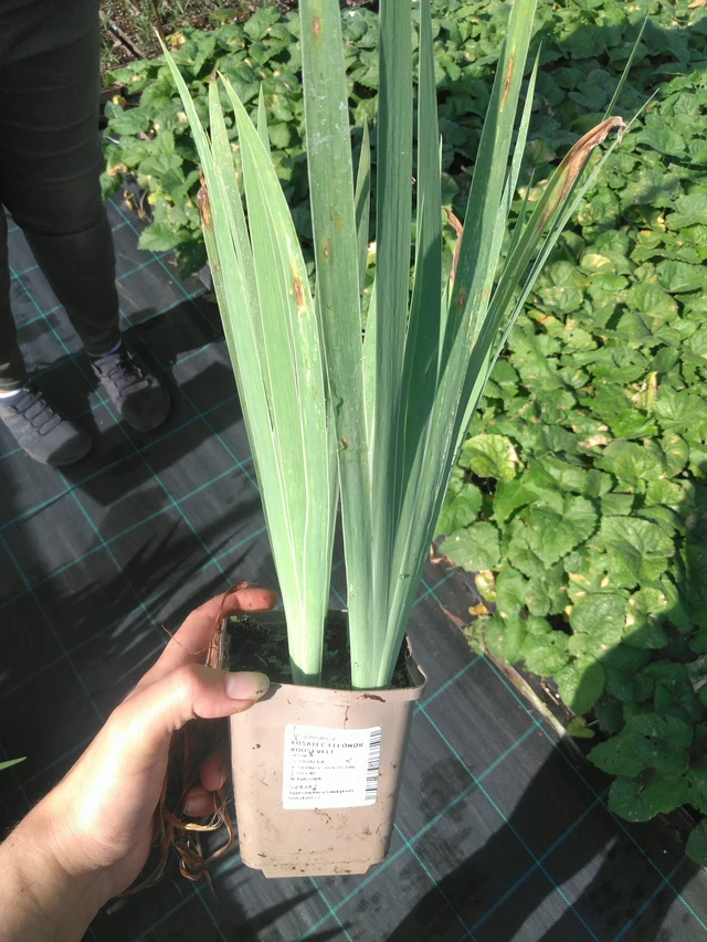 Kurjenmiekka Eleonor Roosevelt - 11. 7. 2025