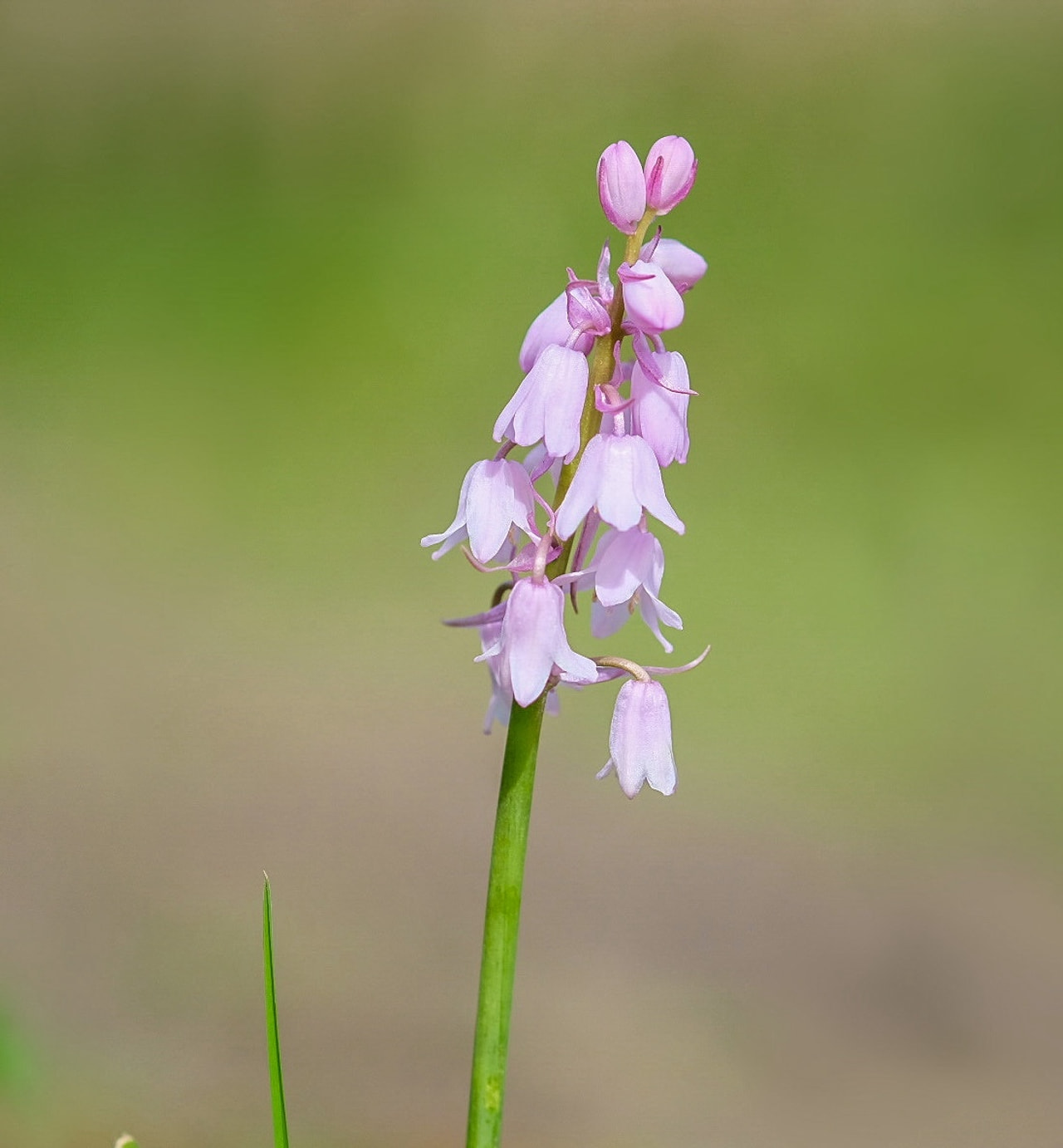 Espanjansinililja Mix, Loukykvět