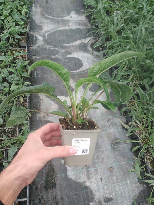 Echinacea Magnus - 4. 8. 2025