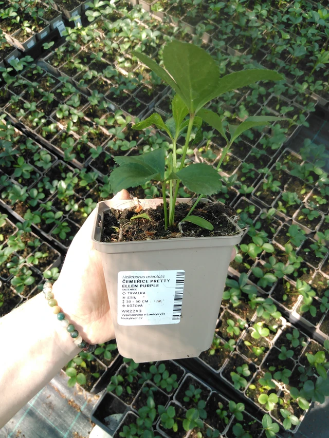 Jouluruusu Pretty Ellen Purple - 2024