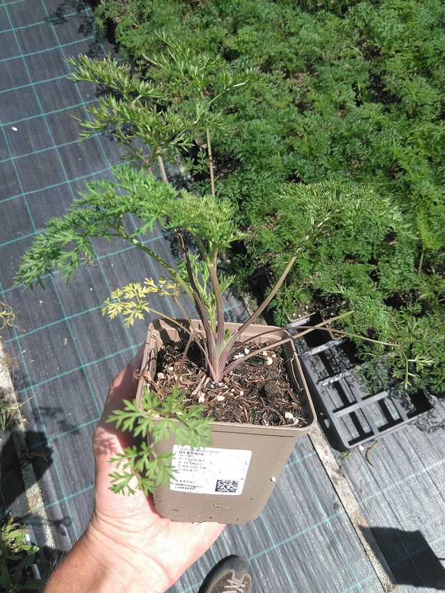 Suoputki - 24. 6. 2025