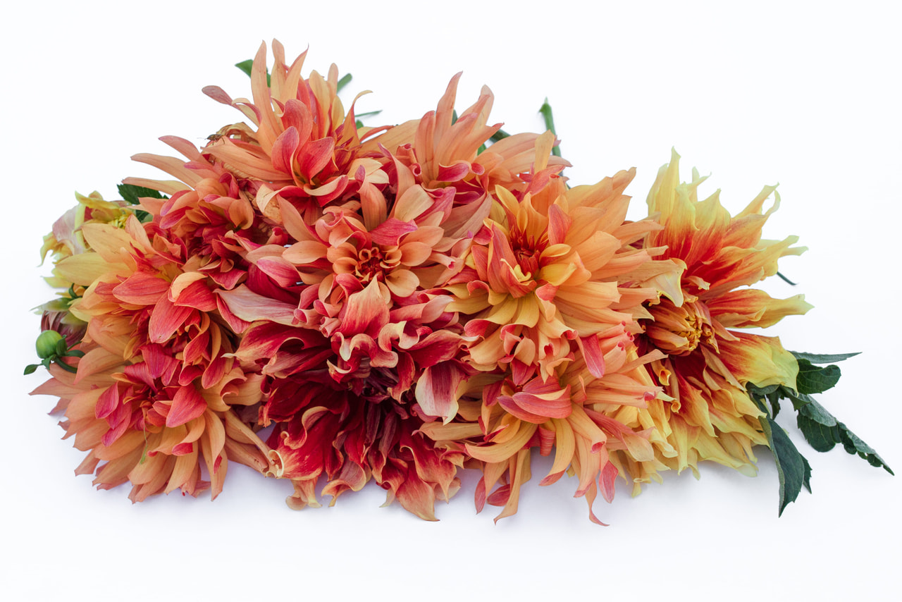 Dahlia Autumn Sunburst, Loukykvět