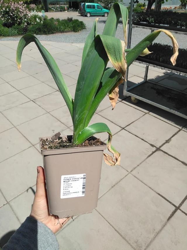 Allium stipitatum Mount Everest - 15. 5. 2025