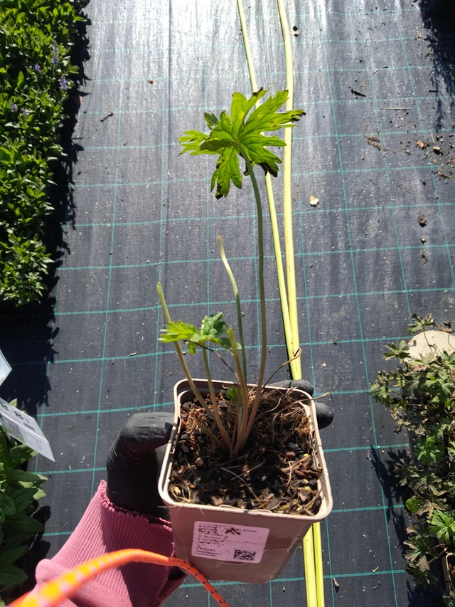 Kyläkurjenpolvi Rose Queen - 11. 9. 2025