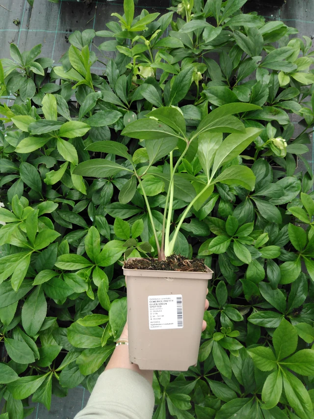 Jouluruusu Pretty Ellen Green Spotted - 2024