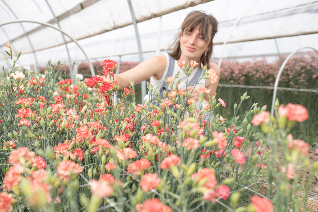 Nellike Chabaud Orange Sherbet, Loukykvět