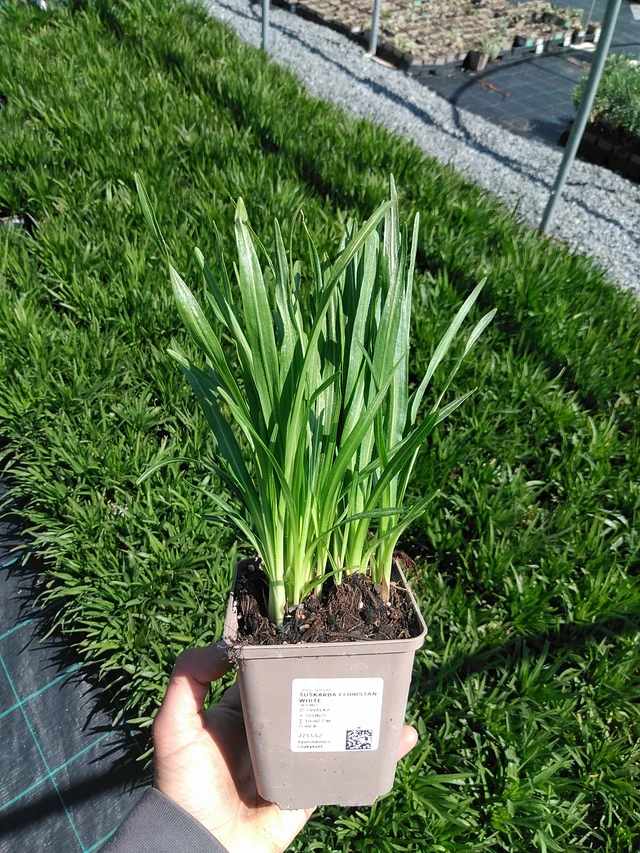 Punatähkä Floristan White - 13. 5. 2025