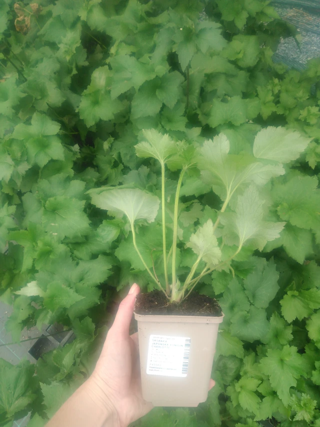 Syysvuokko Königin Charlotte - 2024