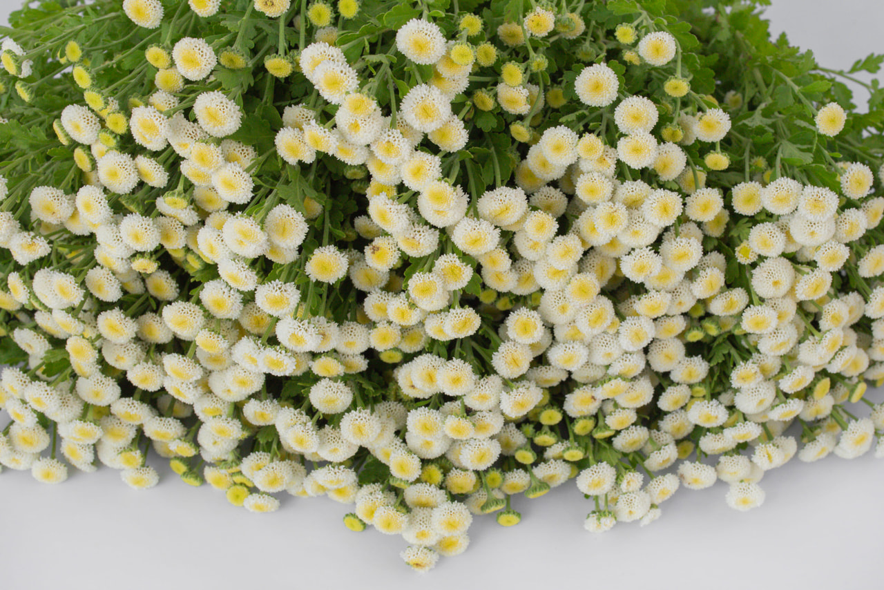 Řimbaba	Lima, Loukykvět