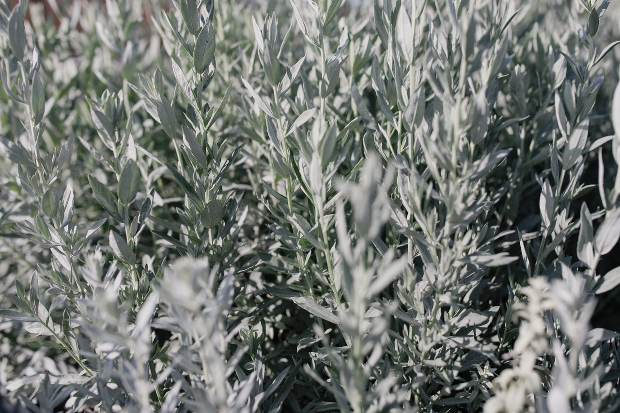 Artemisia ludoviciana, Loukykvět