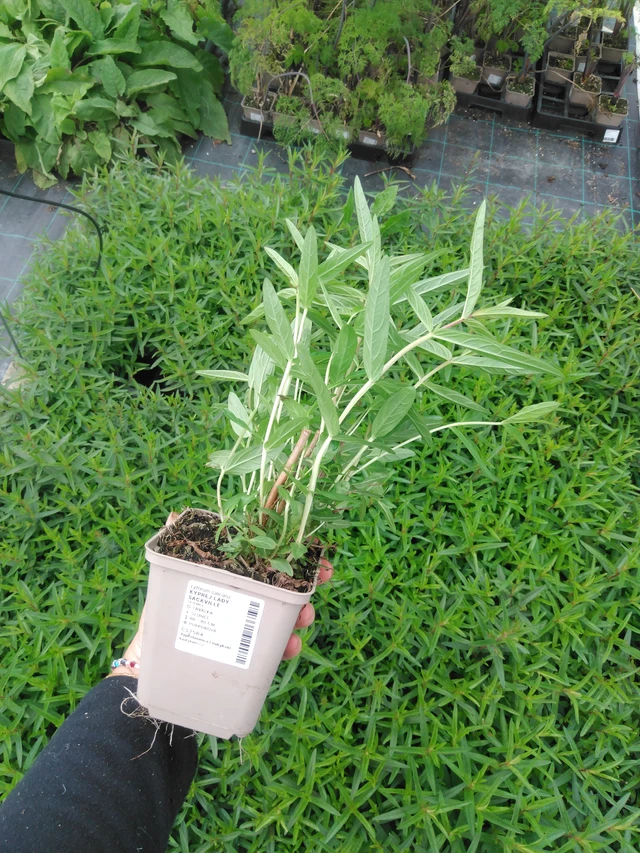 Rantakukka Lady Sackville - 2024