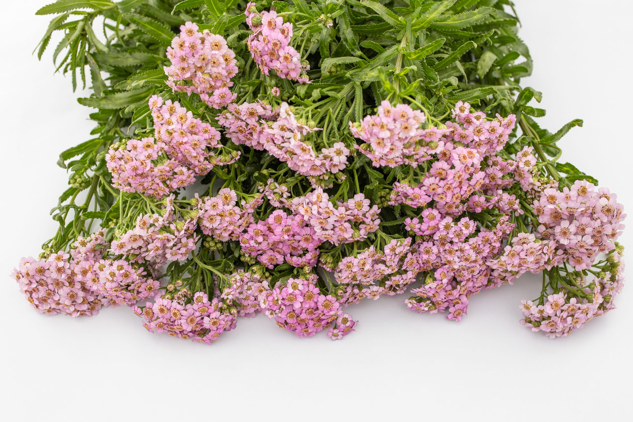 Siankärsämö Love Parade, Loukykvět