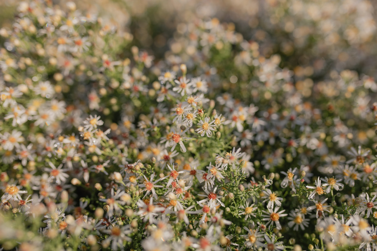 Asteri Golden Spray, Loukykvět