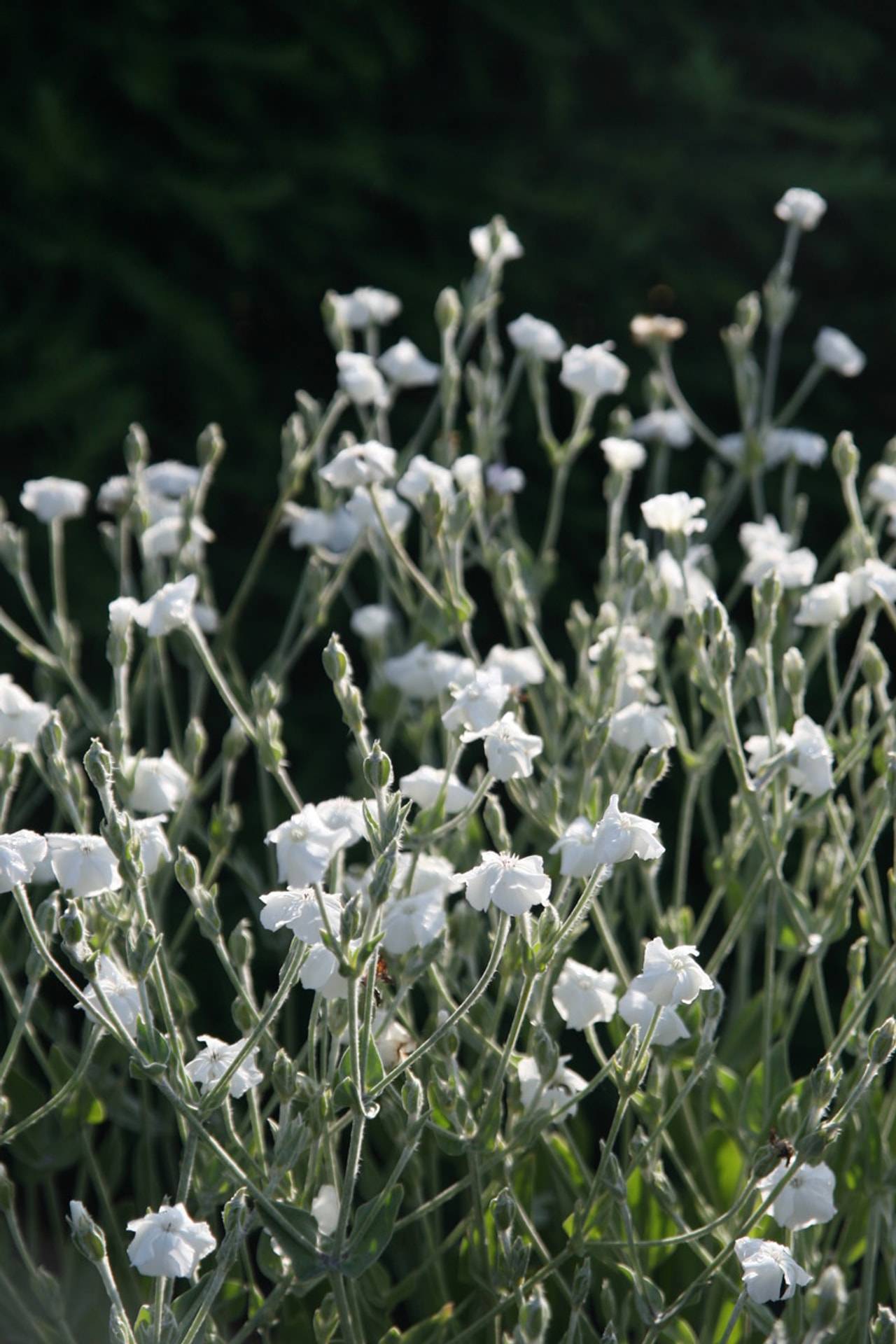 Lychnis Alba, Loukykvět