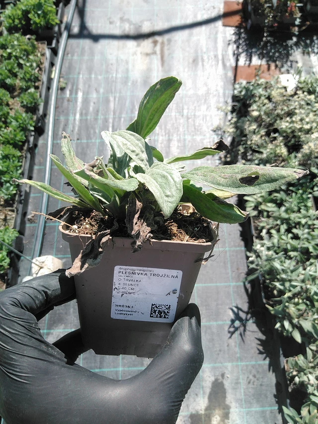 Anaphalis triplinervis - 19. 8. 2025