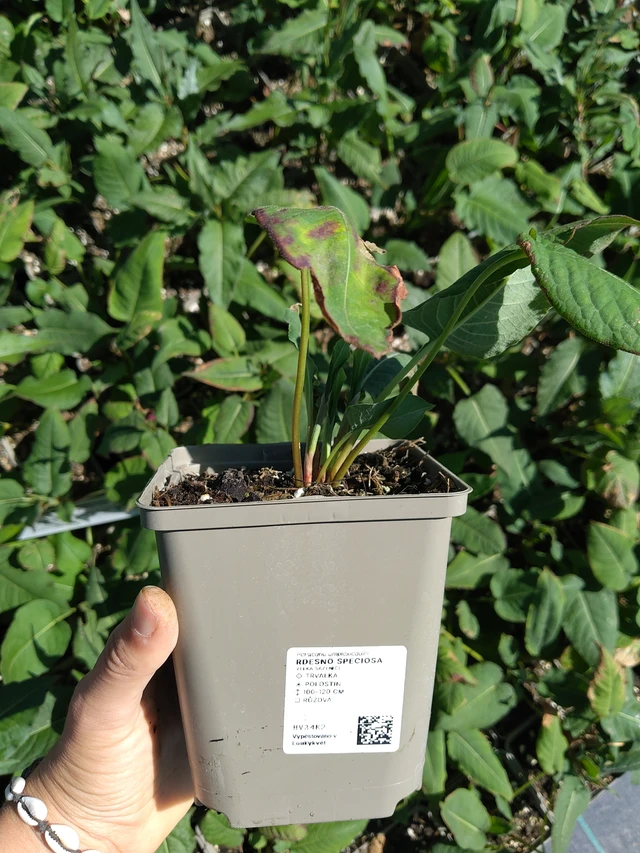 Dresen Speciosa - 12. 8. 2026