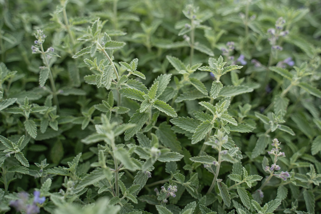 Kissanminttu Senior, Loukykvět