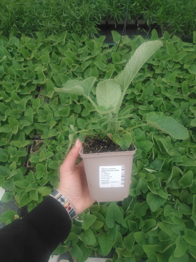 Phlomis Russeliana - 2024