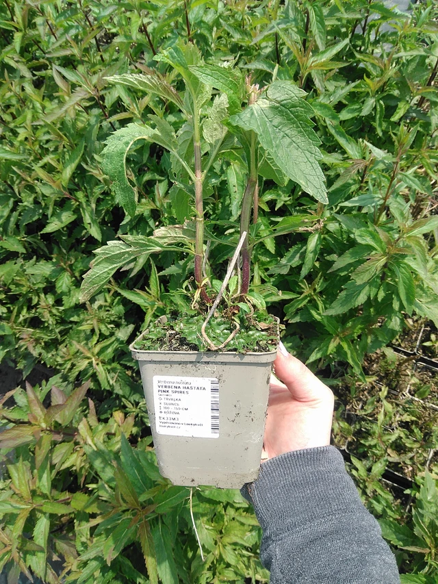 Verbena Pink Spires - 9. 6. 2025