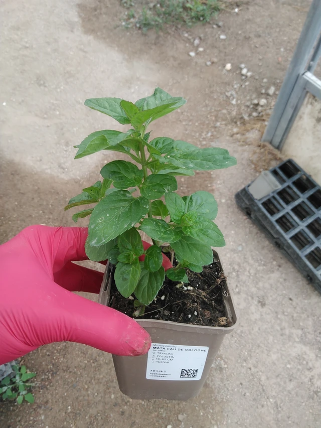 Minttu Eau de Cologne - 29. 7. 2025