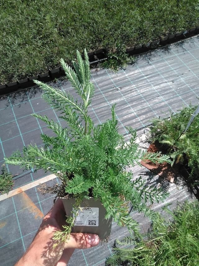 Siankärsämö Cassis - 24. 6. 2025