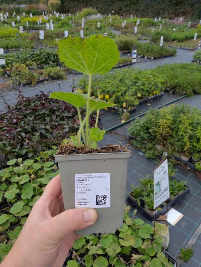 Salkoruusu Chaters Chamois - 9. 10. 2025