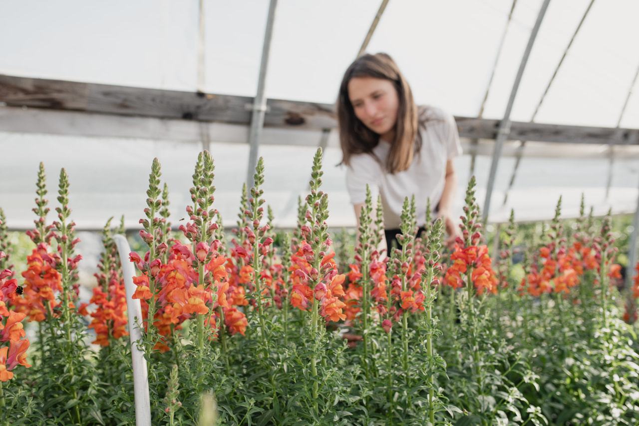 Leijonankita Potomac Orange, Loukykvět